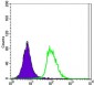 Oct4 Antibody